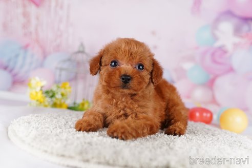 成約済の茨城県のトイプードル-283353の5枚目